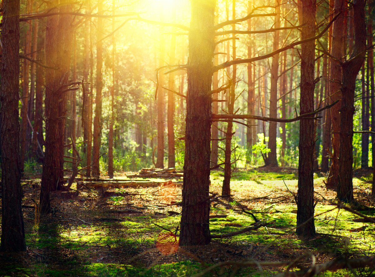 Is_center-parcs-worth-it